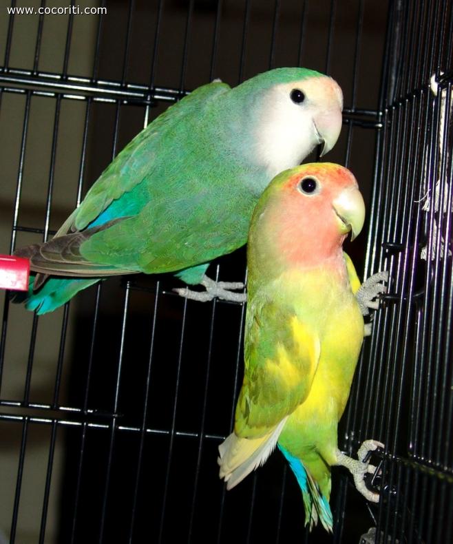 I miei primi agapornis