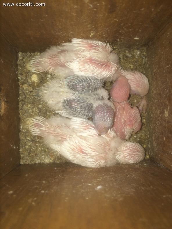 Non a tutti piace albino.