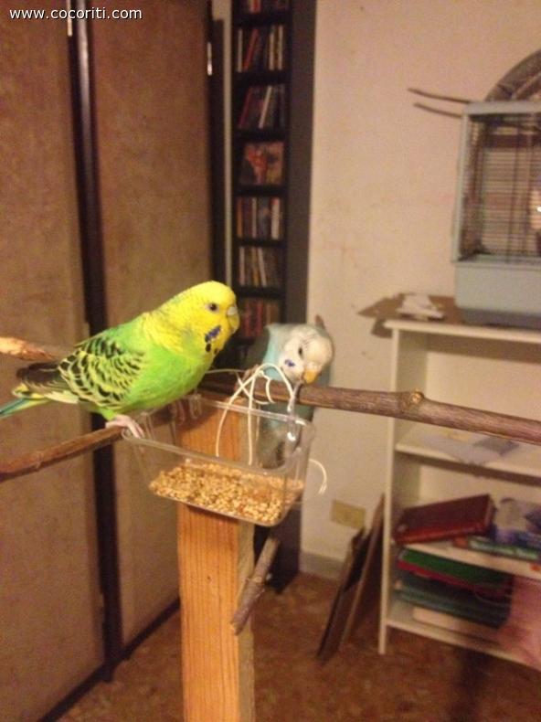 Lola e Ari