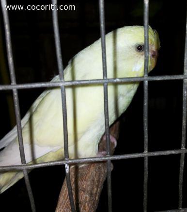 Avorio