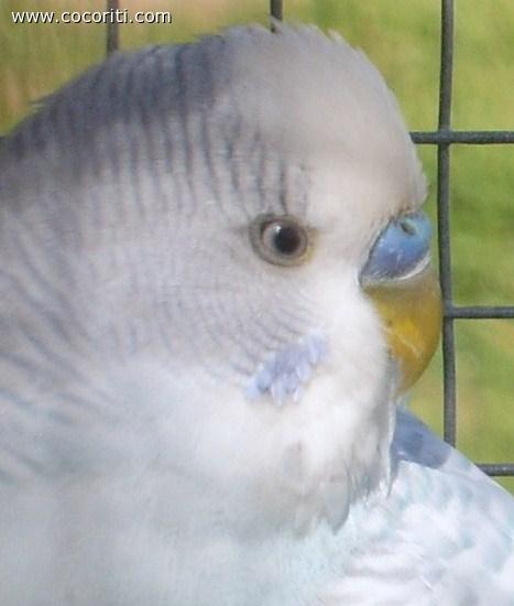 ed ecco azzurro...