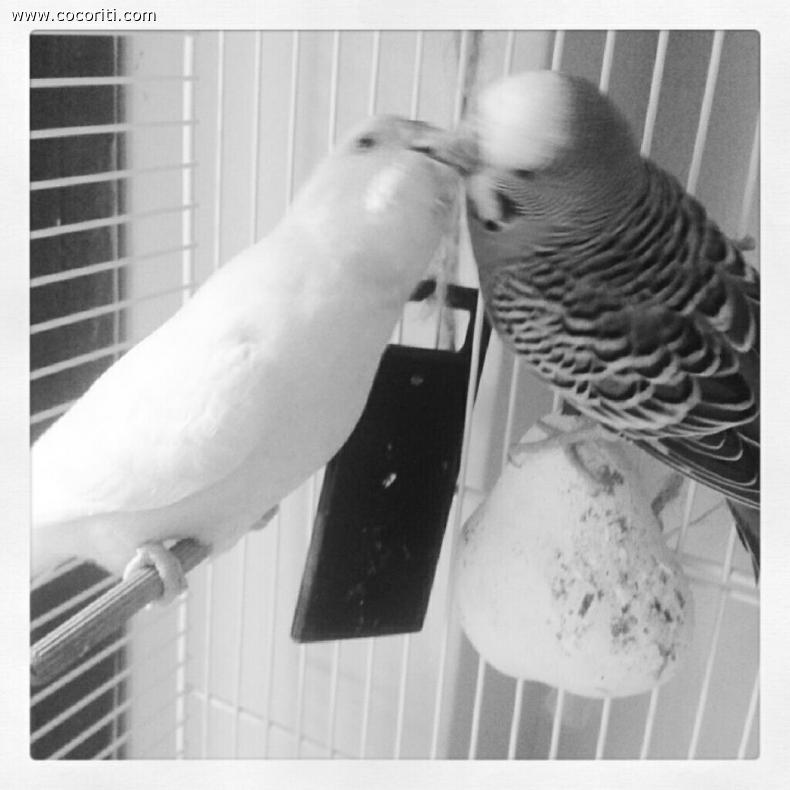 Baci