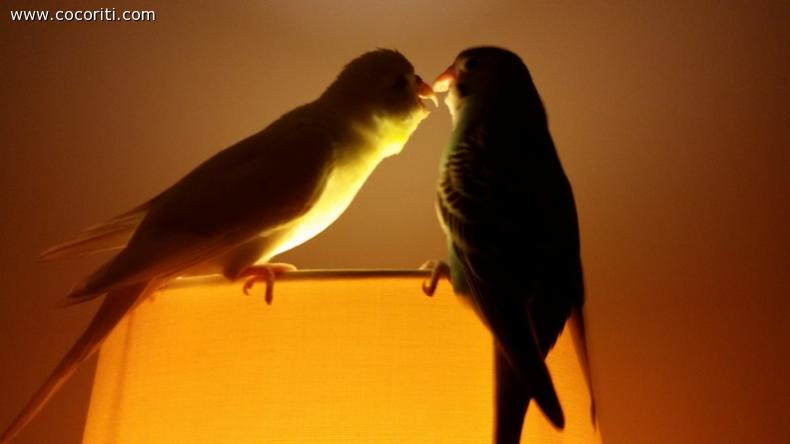 Bacio della buonanotte