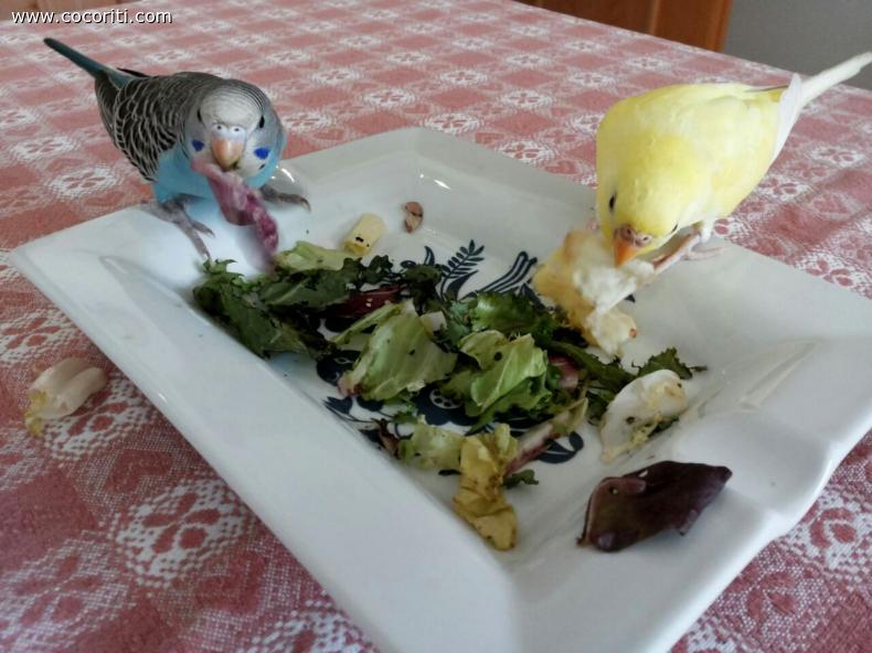 Che buona l'insalata