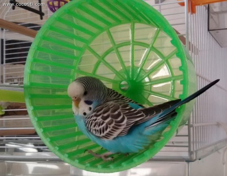 il coco criceto