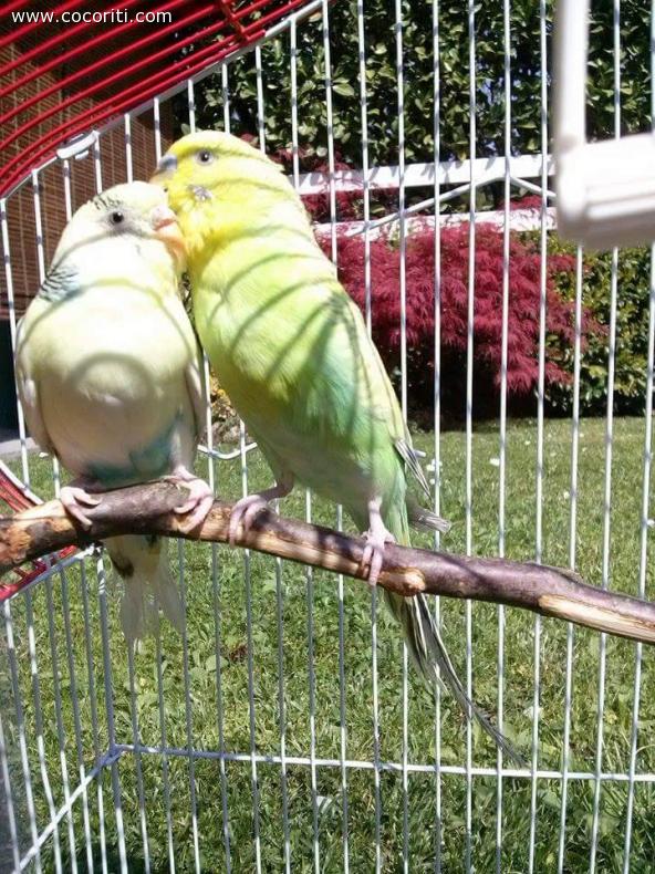 Bianca e Bernie