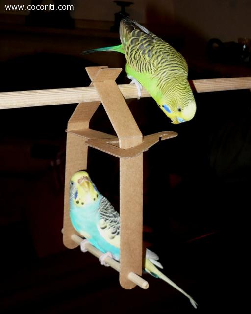 Bella coppia di pappagallini cocoriti