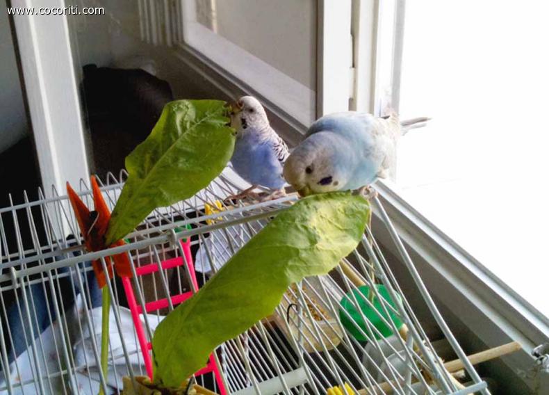 Betty e Blue fanno colazione