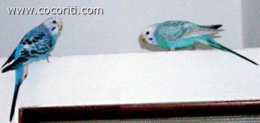 Blue & Betty sulla porta