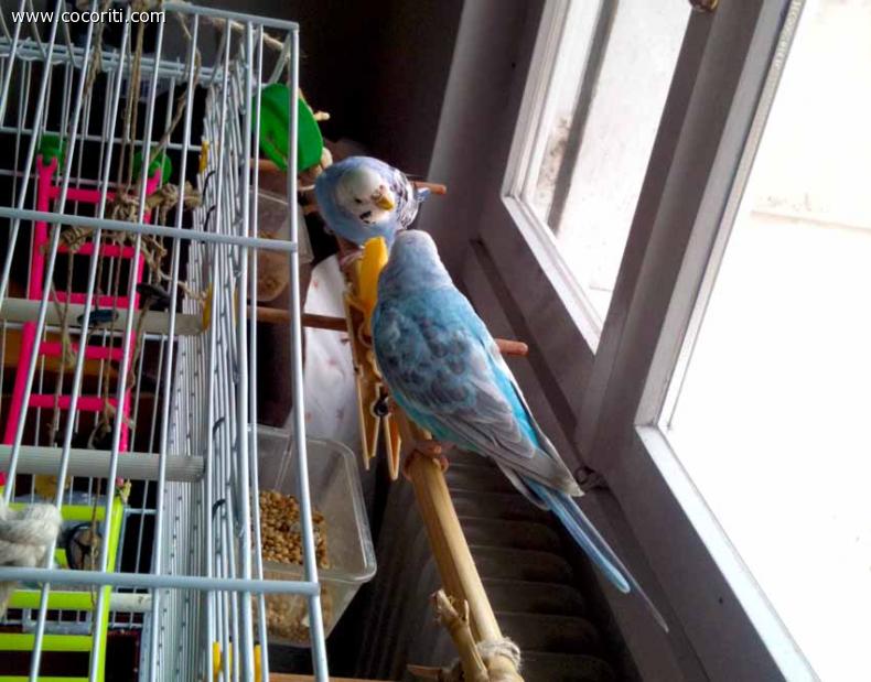 Betty e Blue sul balcone