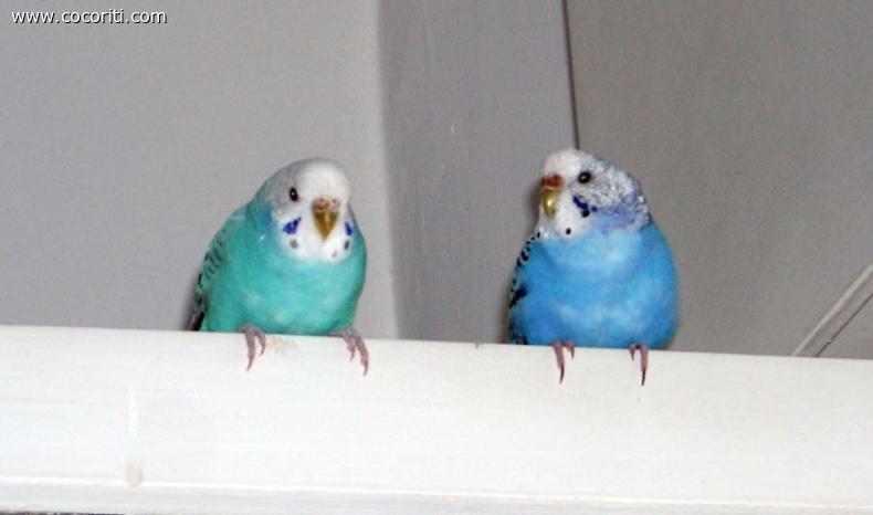 Betty e blue sulla finesta offese perchè ho portato via la loro gabbia per lavarla.