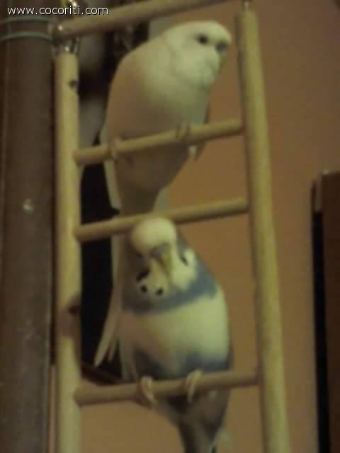birby e mony