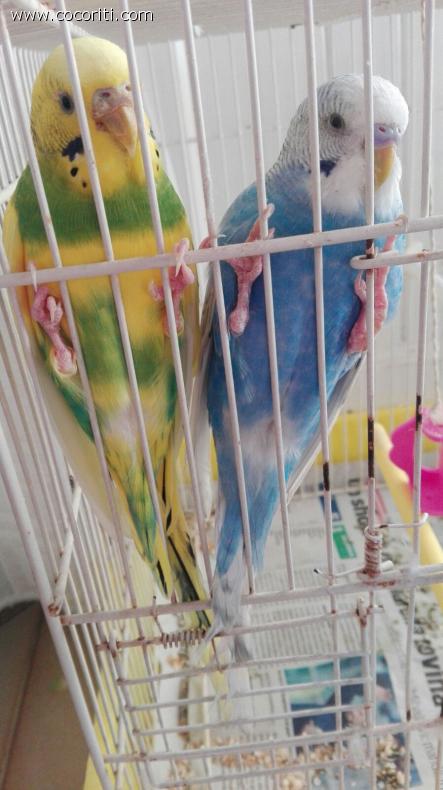 Polly e Richard