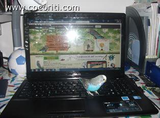 Italo e cocoriti.com