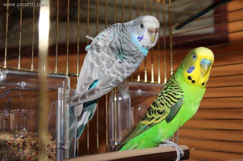 Dado&Ileny