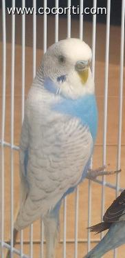 Ecco Chicco