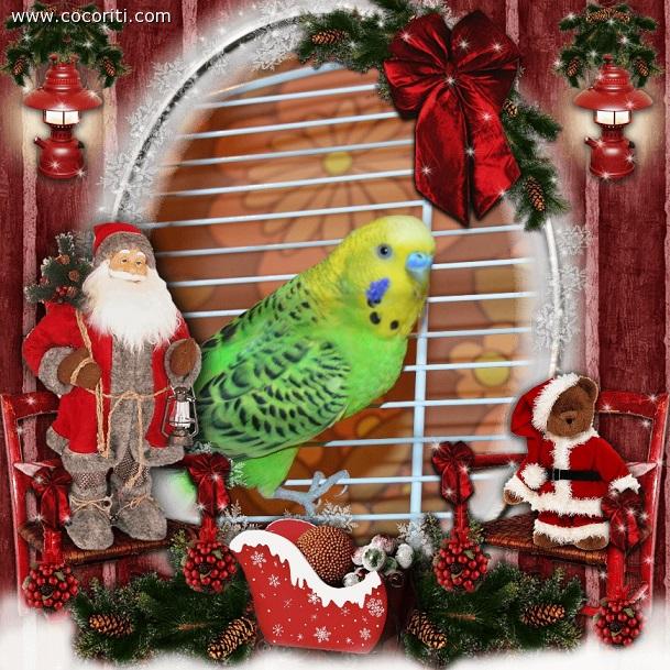 Buon Natale da Chicco !