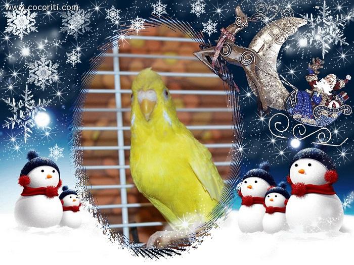 Chicca vi augura un buon Natale !!