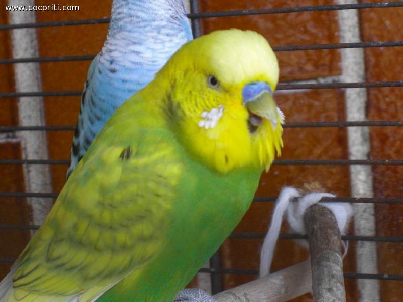 Che sonno...
