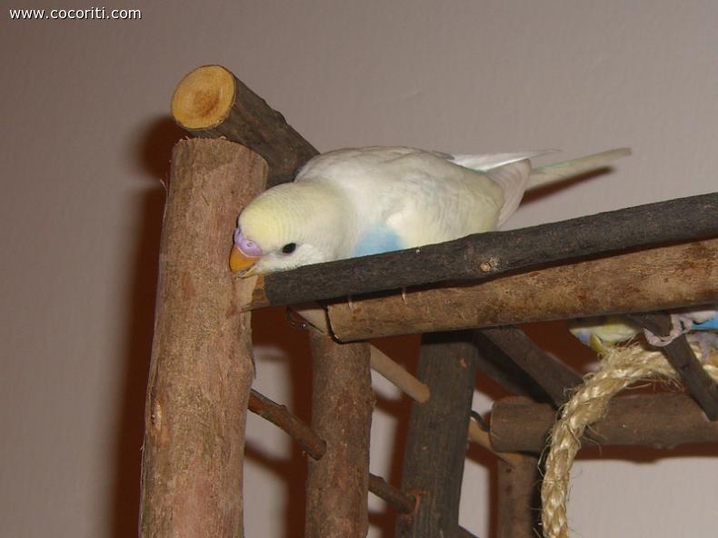Om nom nom
