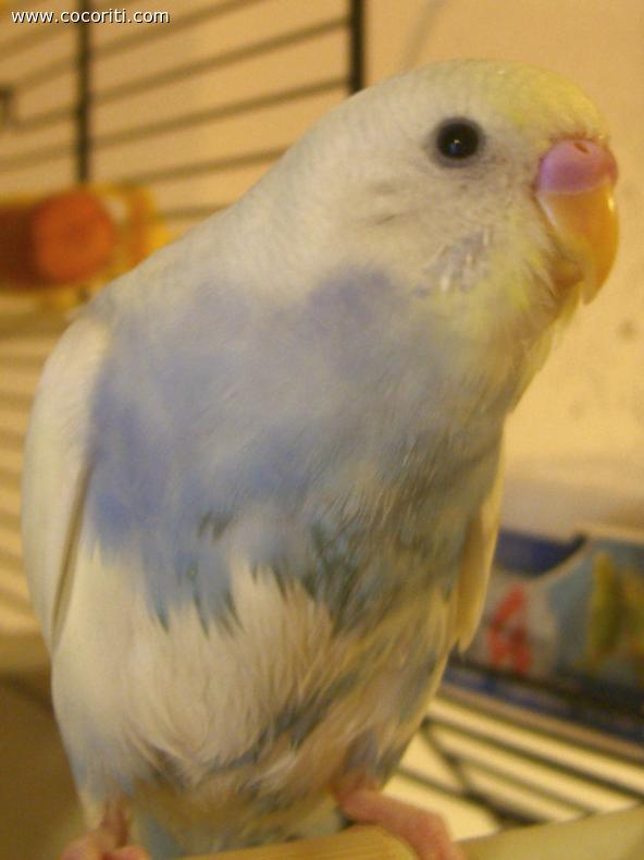 Primo bagnetto