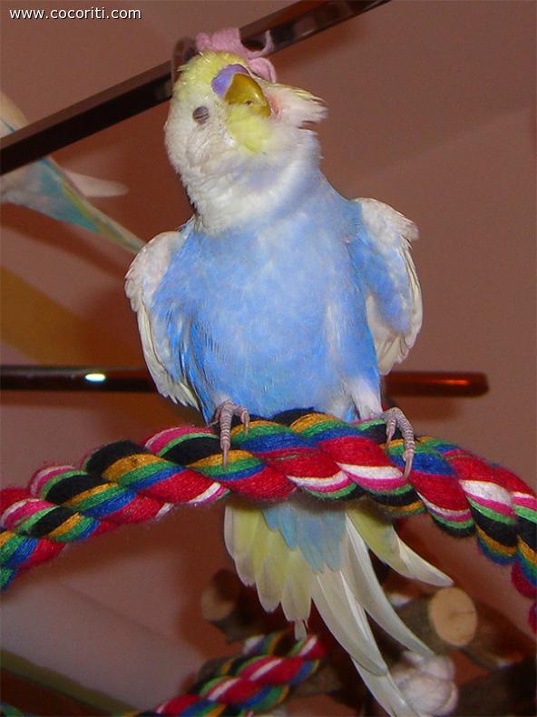 Cino