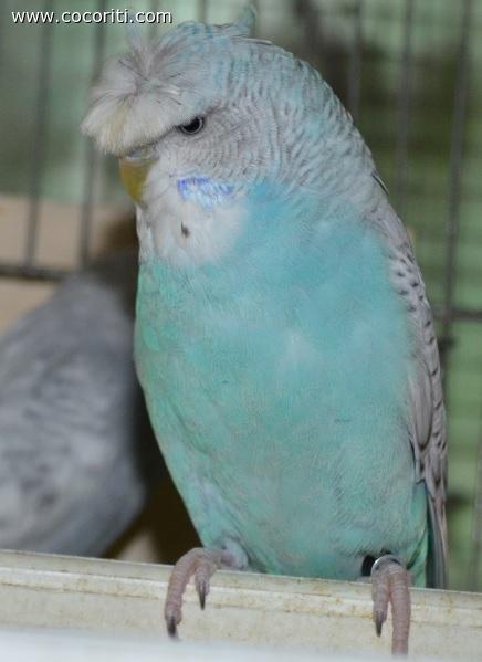 Cocorita ciuffata