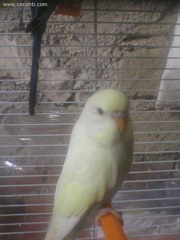 cocorita paciosa