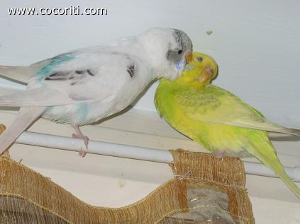 Coco e Pippa
