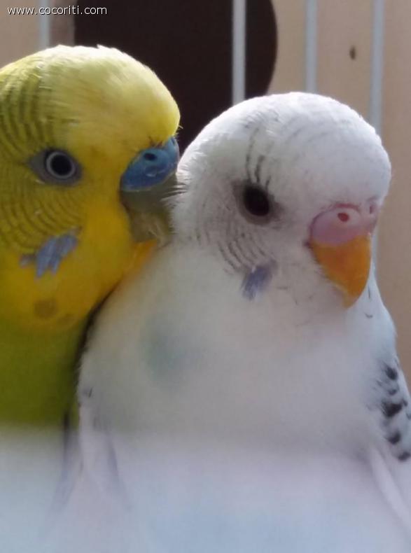 le mie cocche