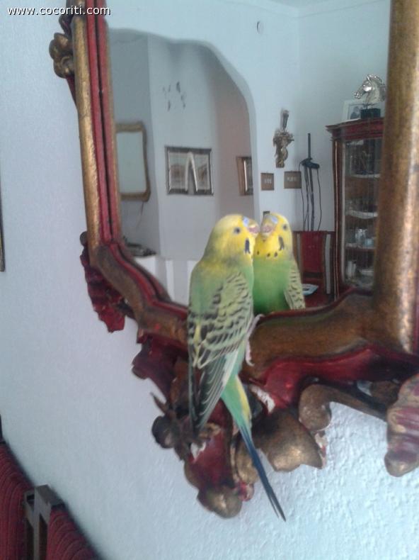 cocco allo specchio
