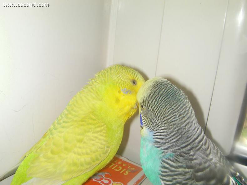 tante coccole
