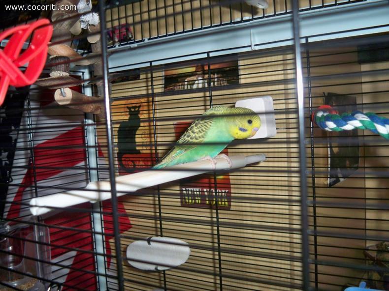 Il mio primo cocorita!!! :)