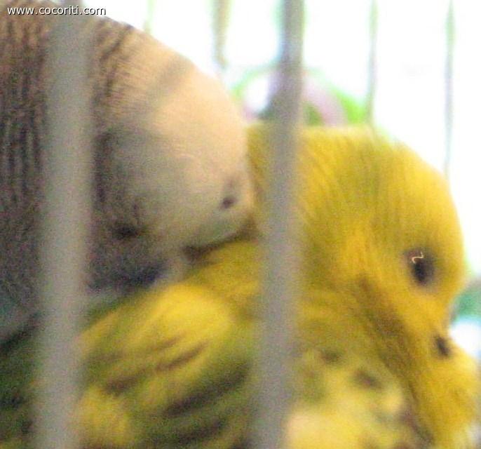 coccole