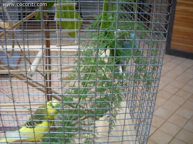 I miei coco e verdure