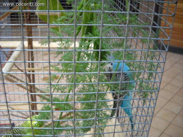 cocoriti giocano con verdure