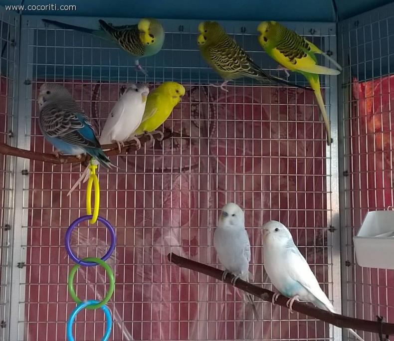 coco family Voliera PULP