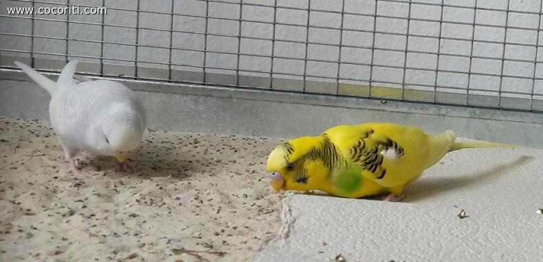 coco-galline