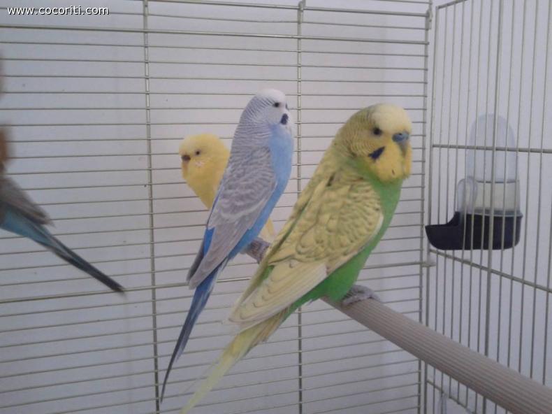 twetty lord e kiwi