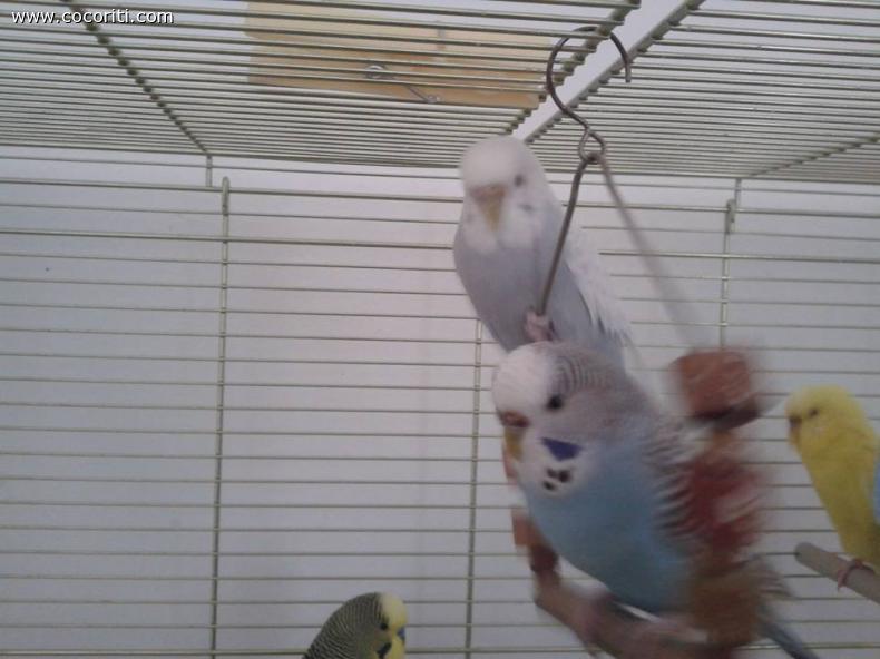 bella e snowy