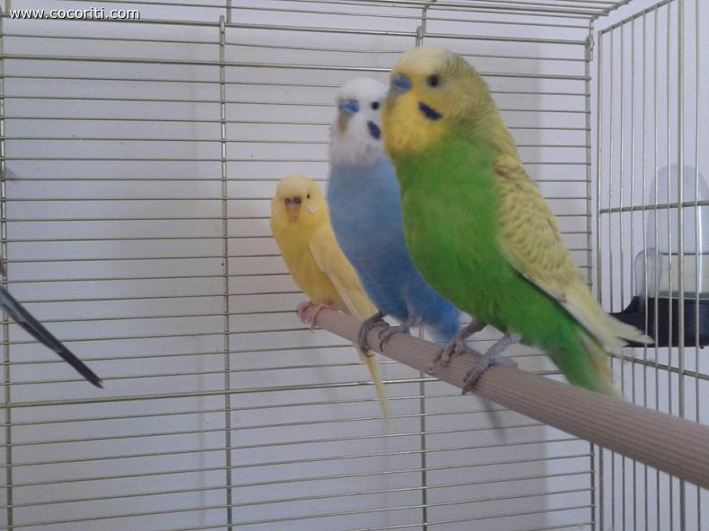 twetty lord e kiwi parte seconda