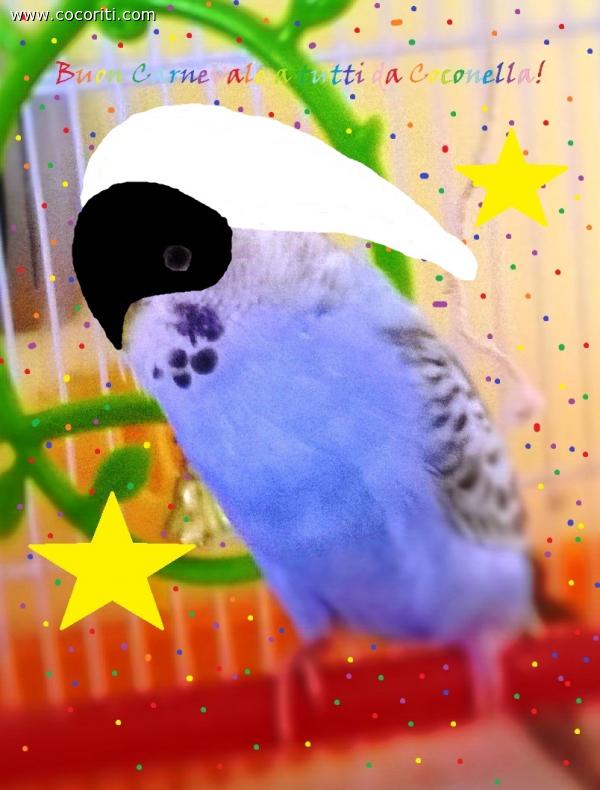 Coconella