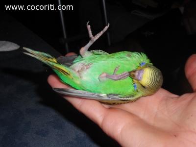 Pullo di cocorita eccentrico