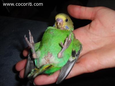 Pullo di cocorita eccentrico