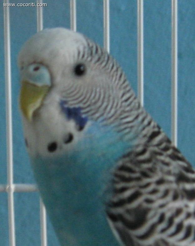 rita