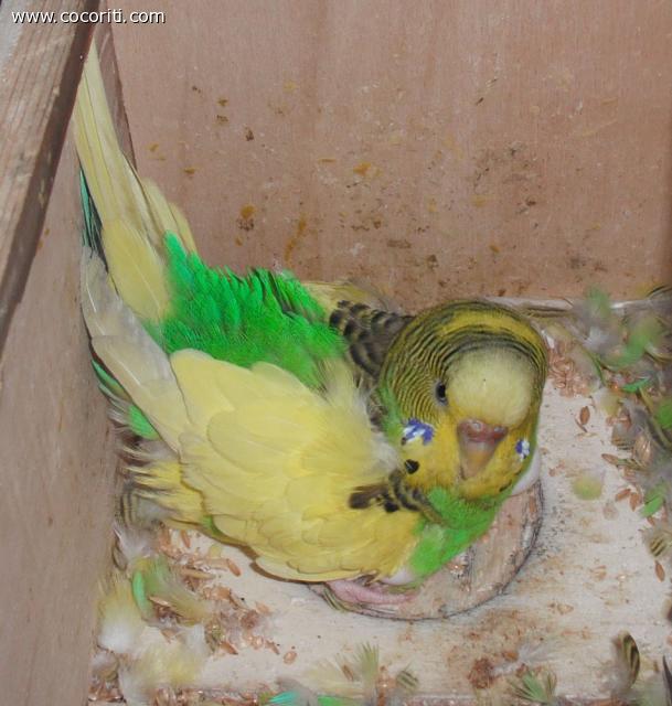Cocorita allevata a mano
