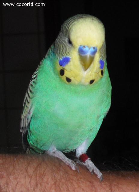 Cocorita allevata a mano