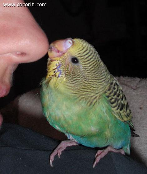 Cocorita allevata a mano