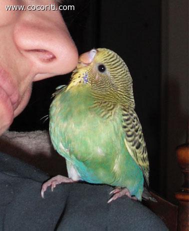 Cocorita allevata a mano