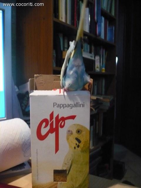 Cocorita ladruncola di mangime :-)